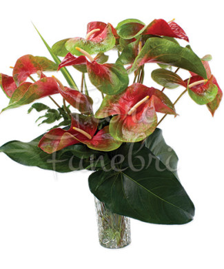 bouquet-di-anthurium